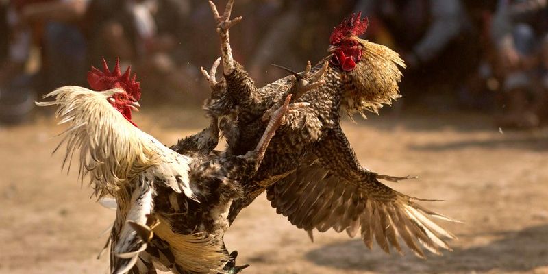 Giống gà đòn nổi bật với ngoại hình chắc nịch, khỏe mạnh 