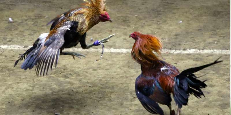 Quy định của ban tổ chức về giải đá gà đòn 