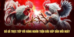 Đá gà trực tiếp với hàng nghìn trận đấu hấp dẫn mỗi ngày