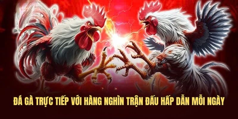 Đá gà trực tiếp với hàng nghìn trận đấu hấp dẫn mỗi ngày